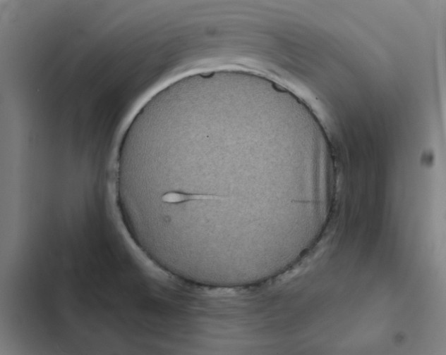 X0000102341524200808291125