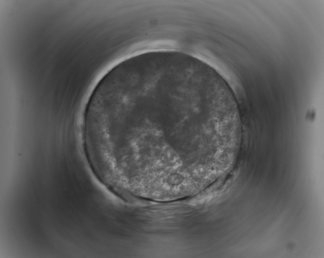 X0000102341527200808291125