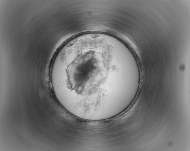 X0000102350883200808010933