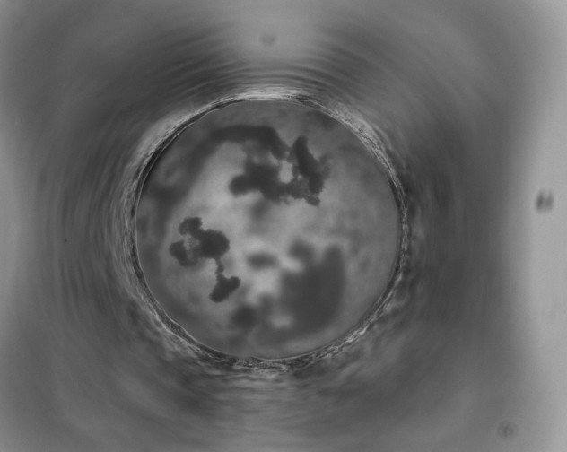 X0000102350337200808011209