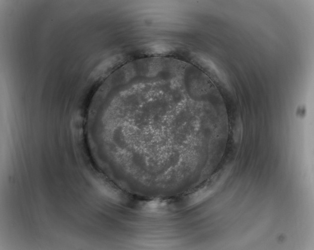 X0000102350366200808011209