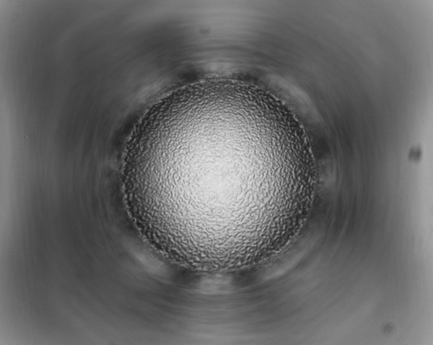 X0000102350369200808011209