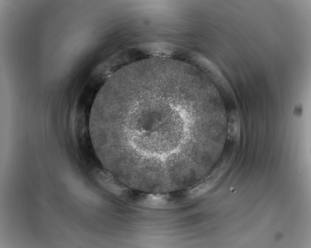 X0000102350573200808011207