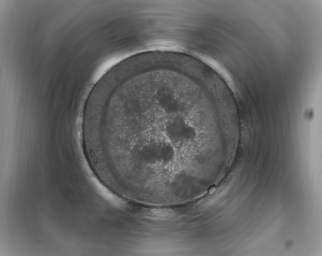 X0000102351383200808011154