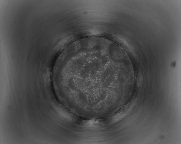 X0000102350366200808081200