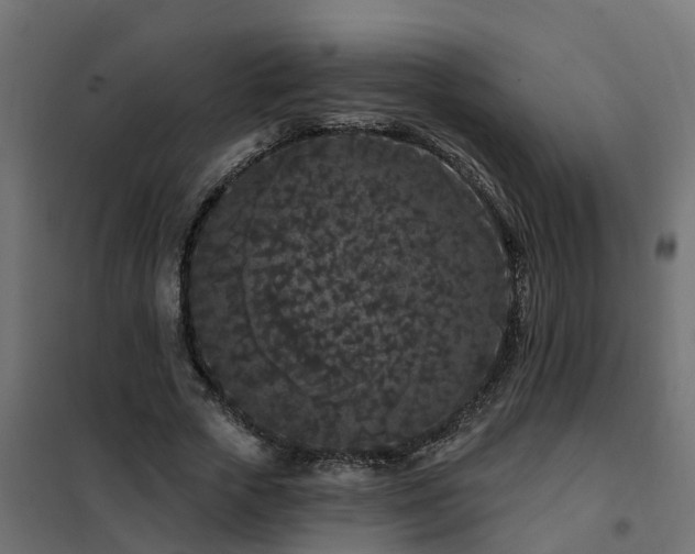 X0000102350729200808081154