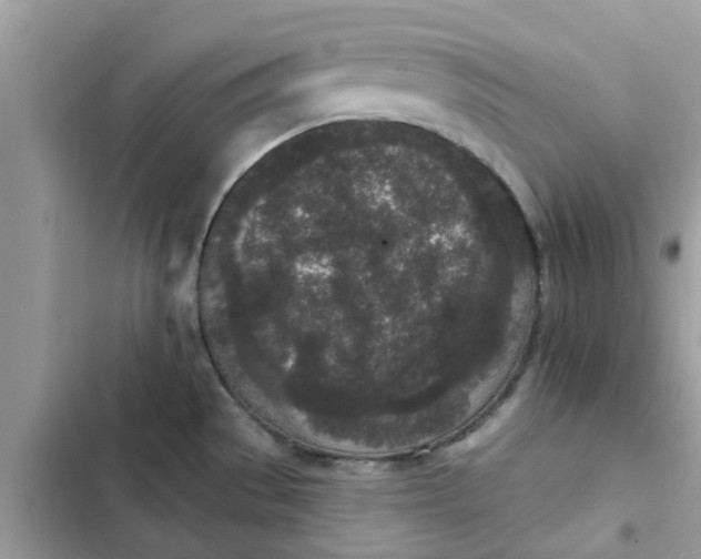 X0000102351529200808151739