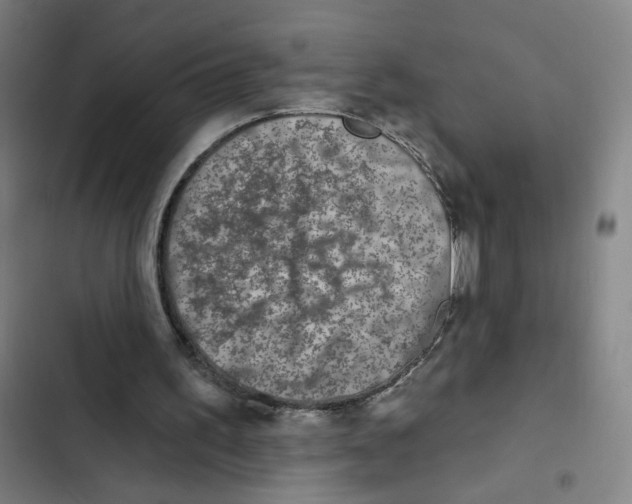 X0000102350195200808291209
