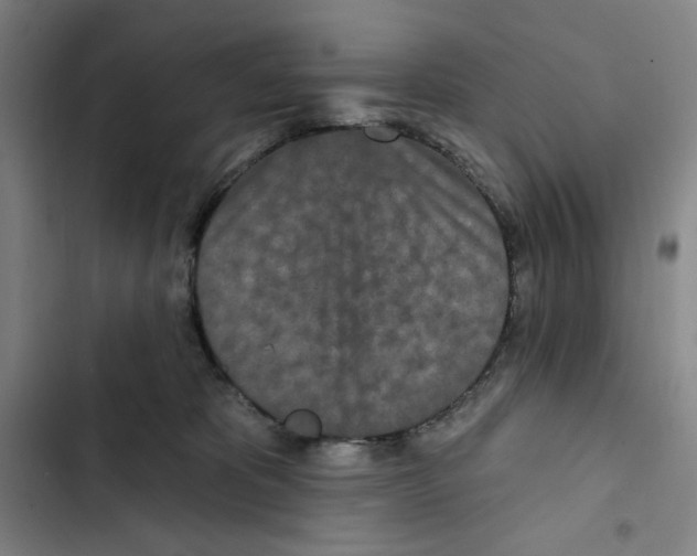 X0000102350325200808291207
