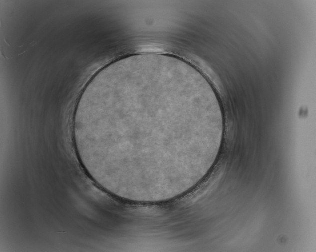 X0000102350385200808291206
