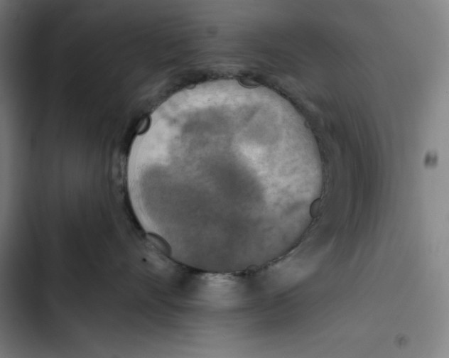 X0000102350528200808291204