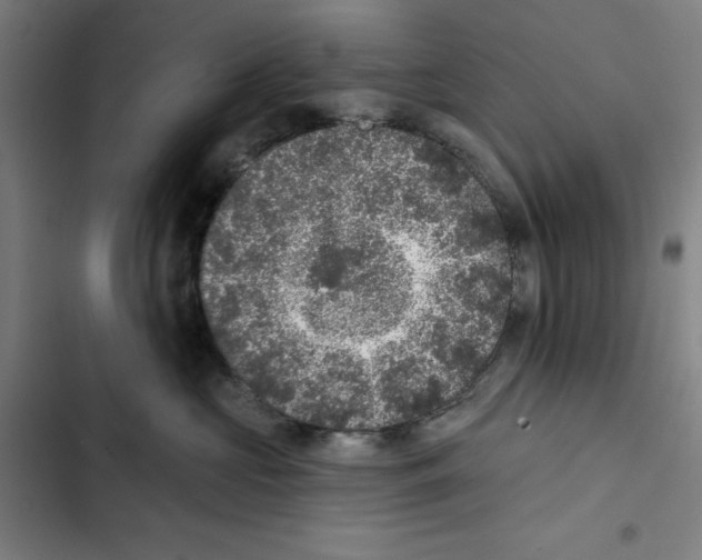 X0000102350573200808291204