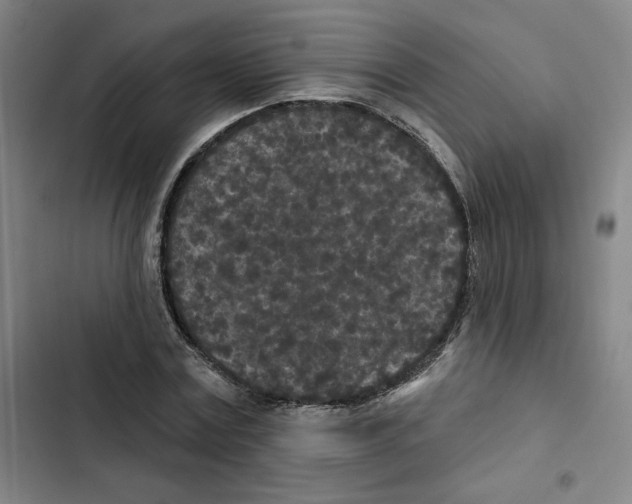 X0000102350779200808291200