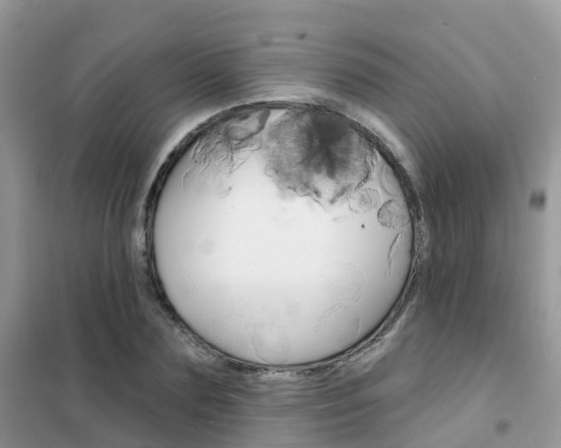 X0000102360883200808010957