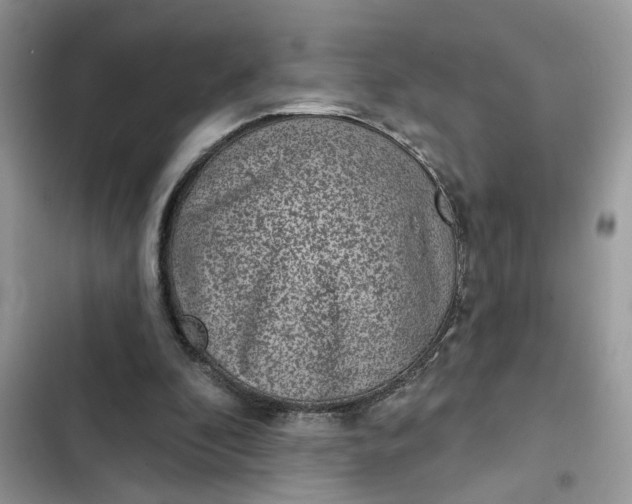 X0000102360296200808151819