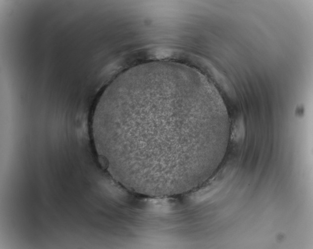 X0000102360524200808151815