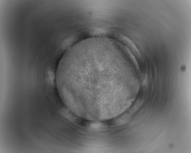 X0000102360669200808151814