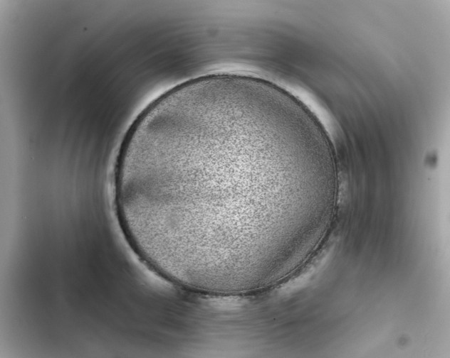 X0000102360999200808151809