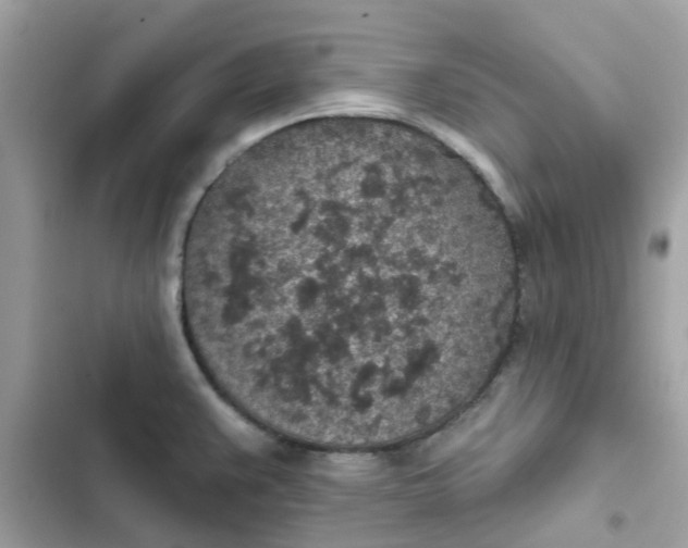 X0000102361383200808151803