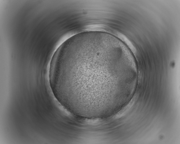 X0000102361386200808151803