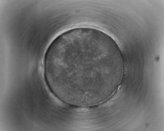 X0000102361515200808151801