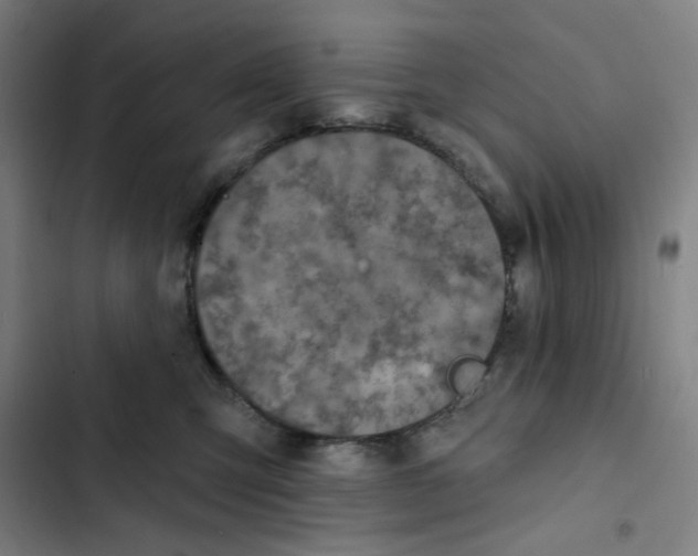 X0000102360423200808291229