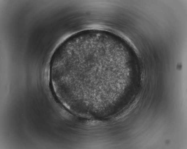 X0000102361323200808291215