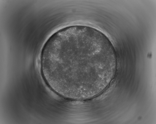 X0000102361515200808291213