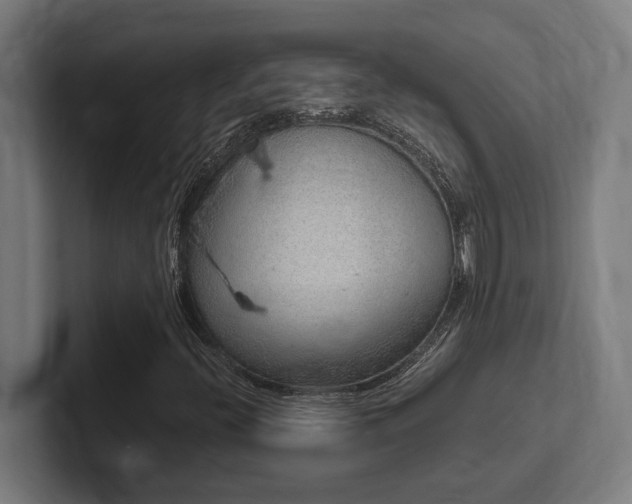 X0000102371396200808011503