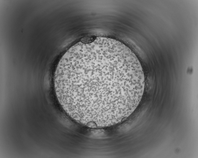 X0000102370355200808291254