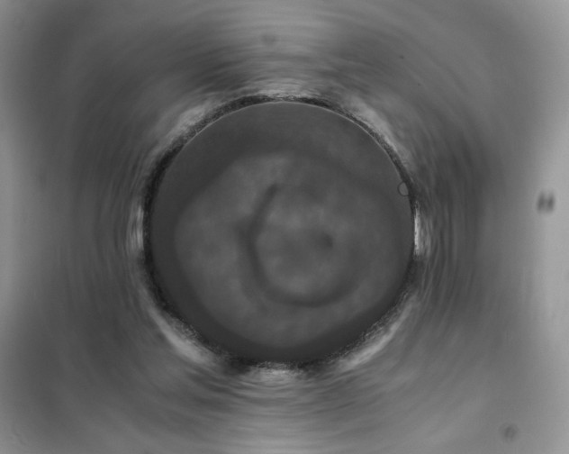 X0000102380205200808011544