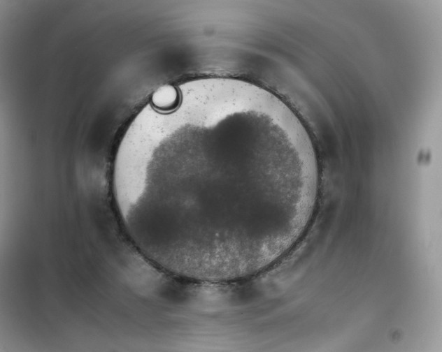 X0000102380305200808011543