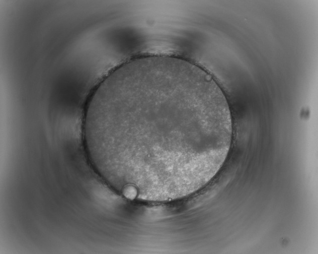 X0000102380309200808011543