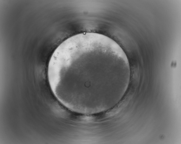 X0000102380313200808011542