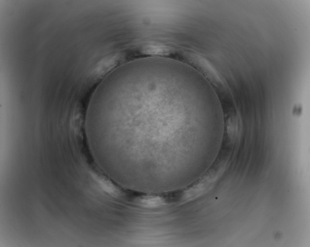 X0000102380322200808011542