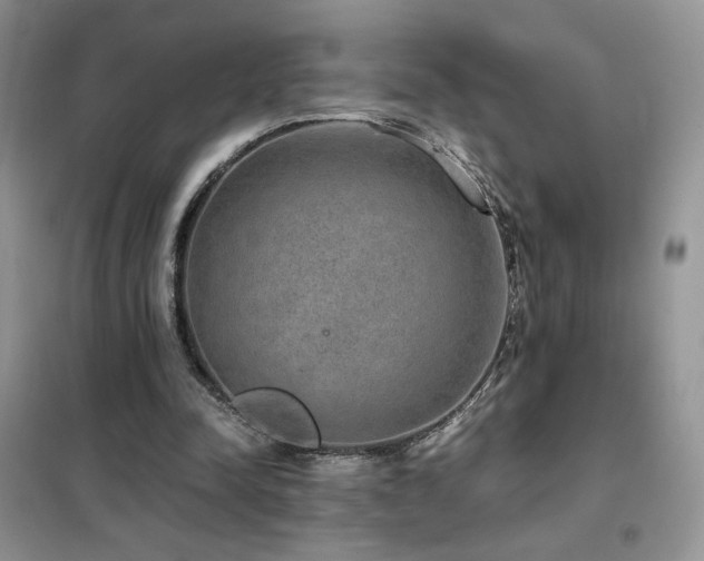 X0000102380342200808011542