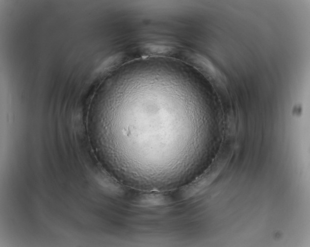 X0000102380377200808011542