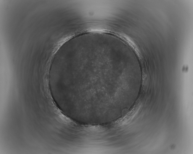 X0000102380385200808011541