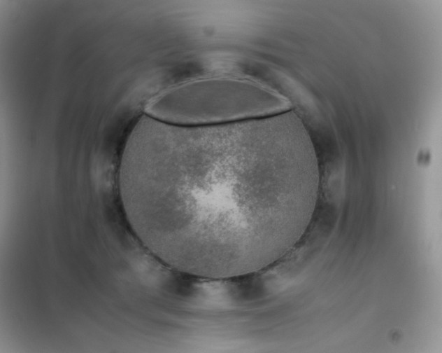 X0000102380417200808011541