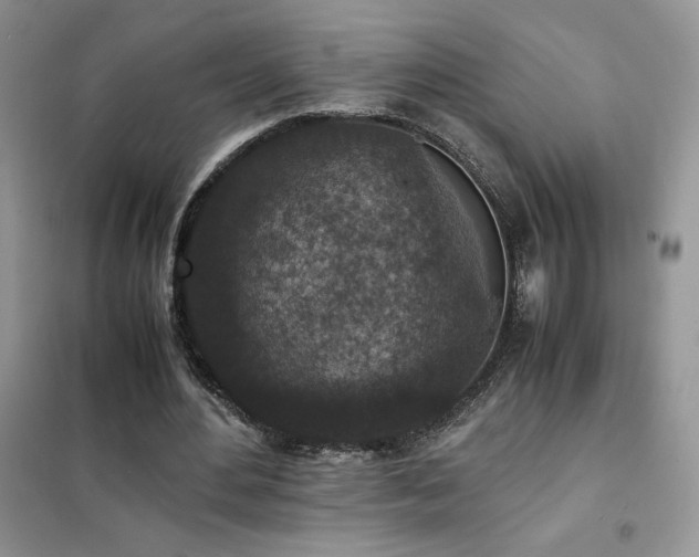 X0000102380484200808011540