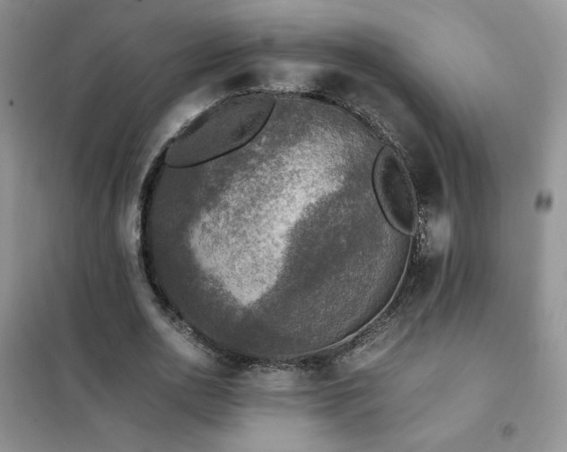 X0000102380726200808011536