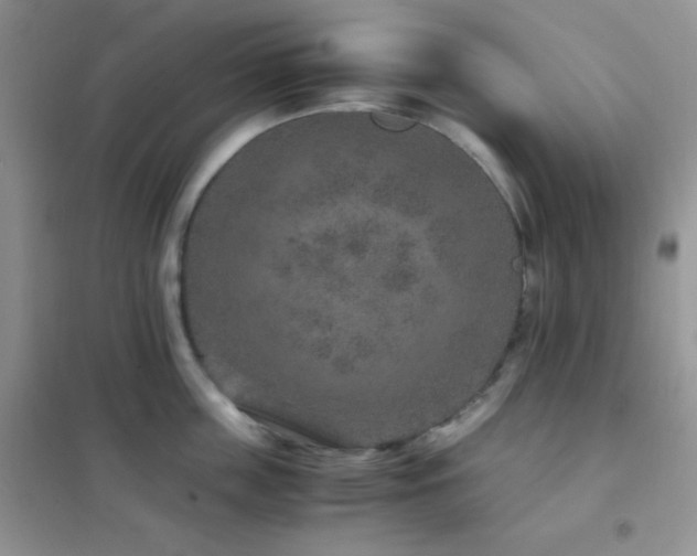 X0000102380859200808011535