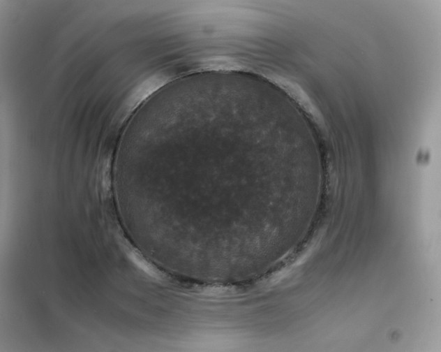 X0000102380889200808011534