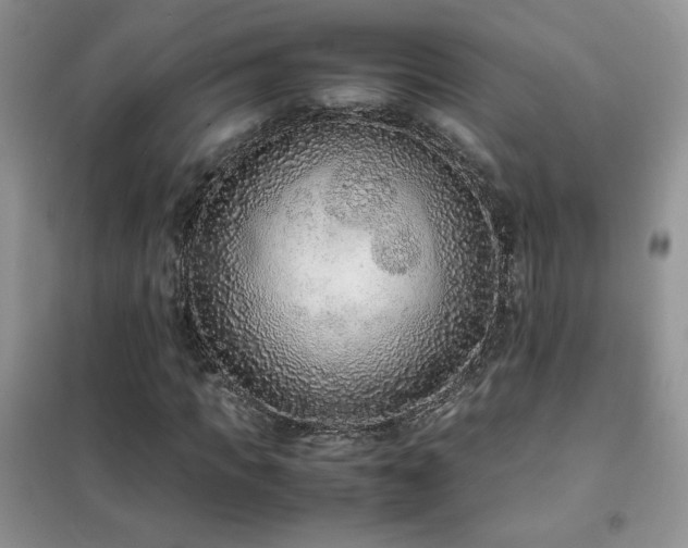 X0000102380917200808011533