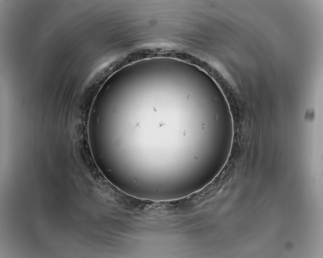 X0000102380967200808011533