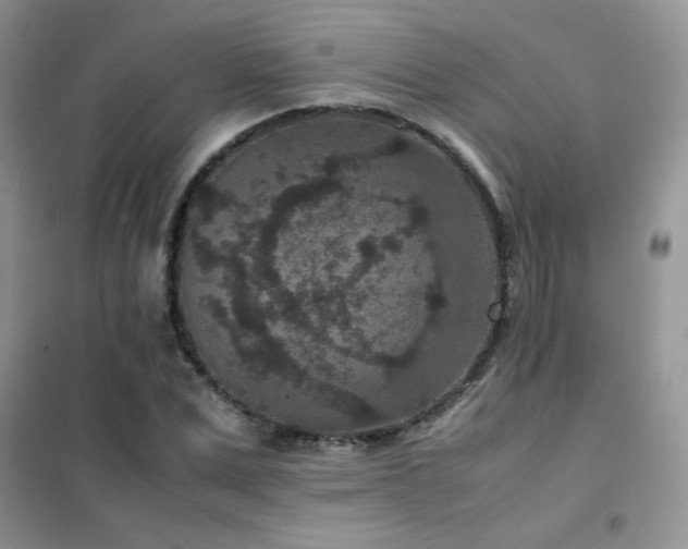 X0000102380975200808011533