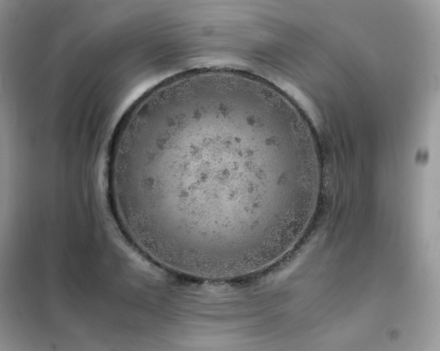 X0000102380983200808011533
