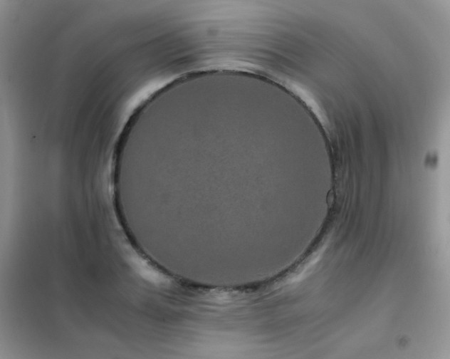 X0000102380987200808011533