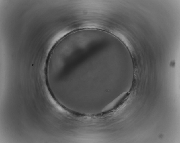 X0000102380995200808011532