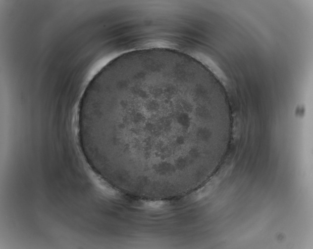 X0000102381031200808011532